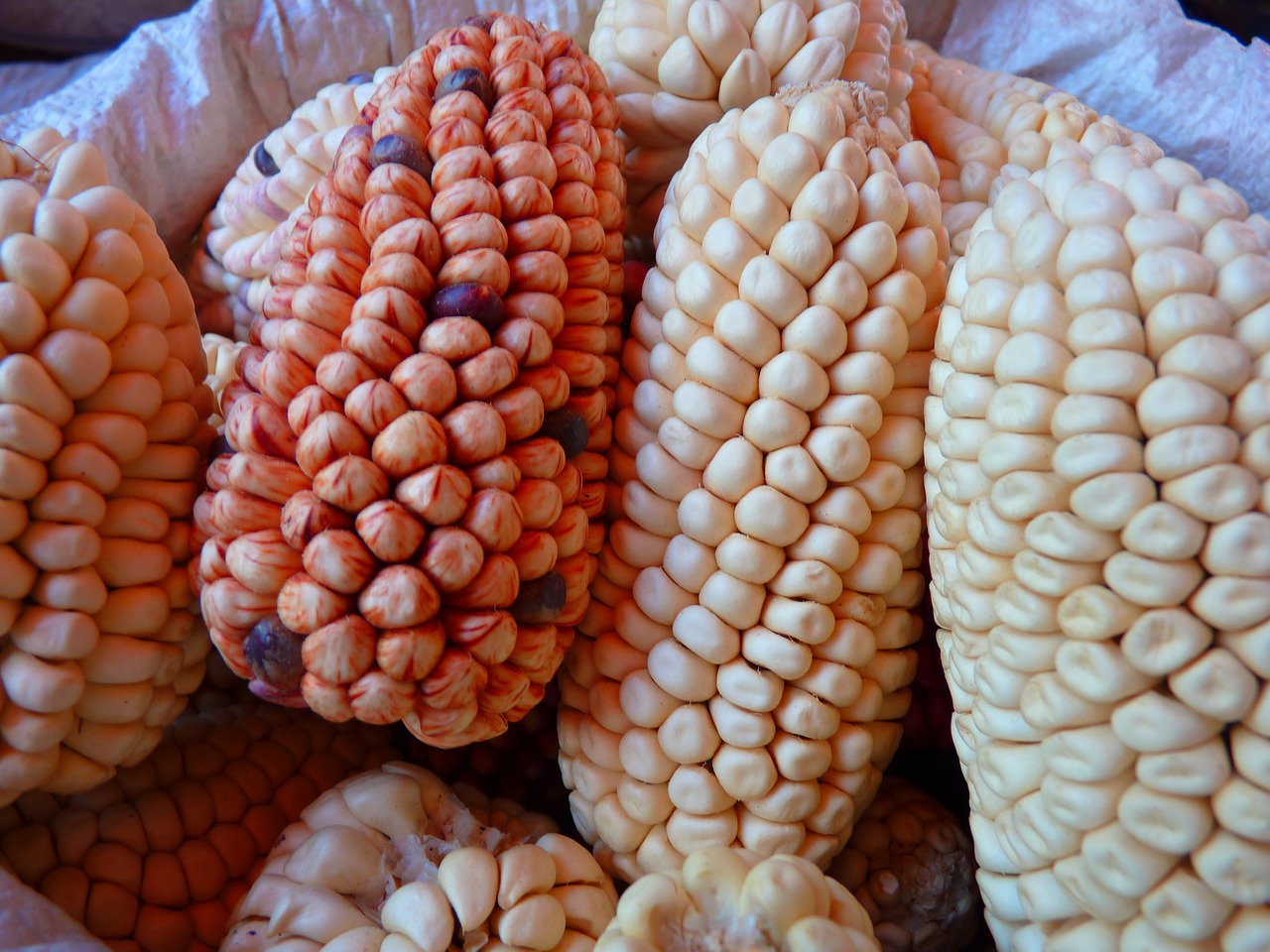 corn maize varieties cereals free photo