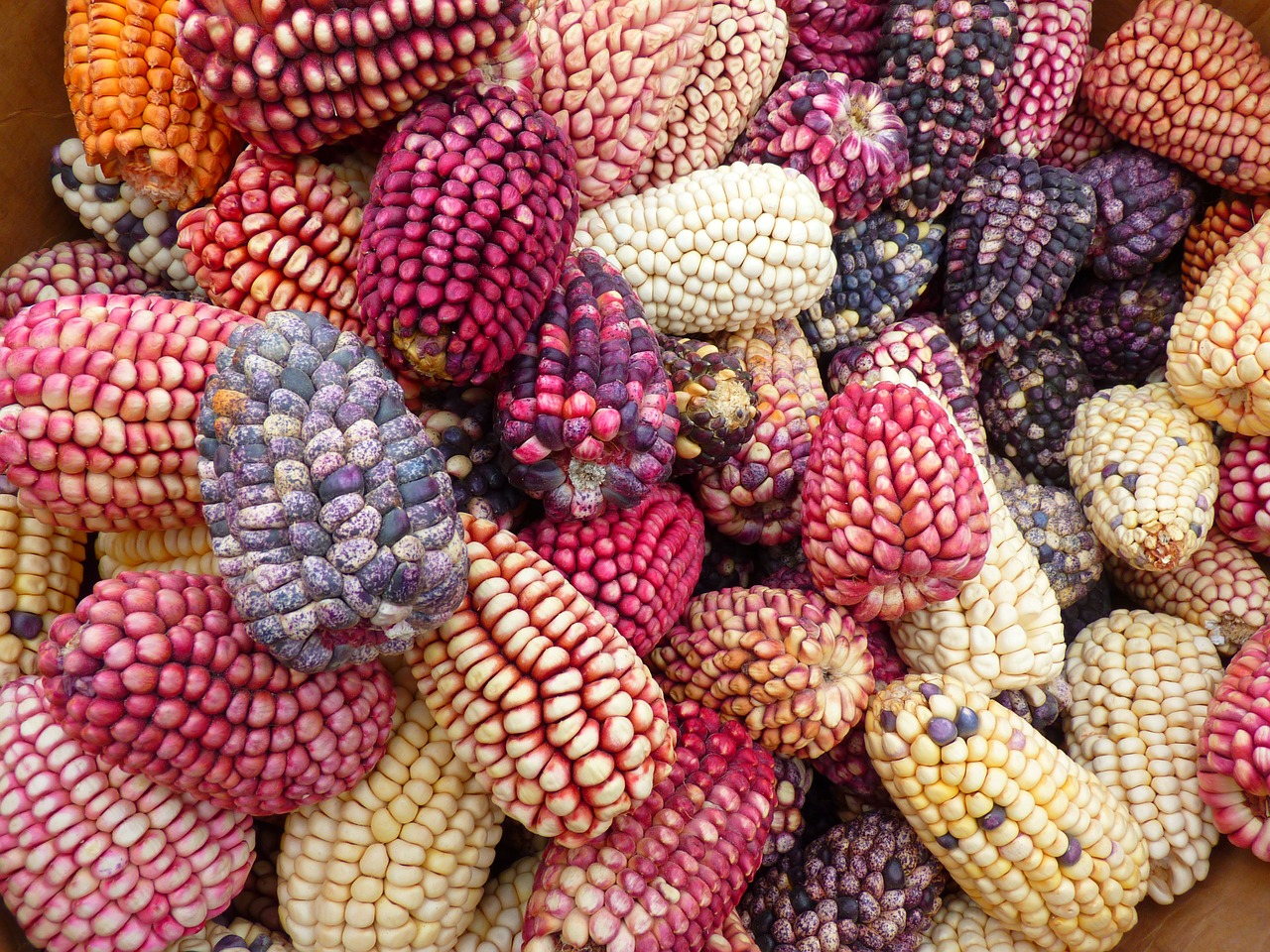 corn colorful mais maize varieties free photo