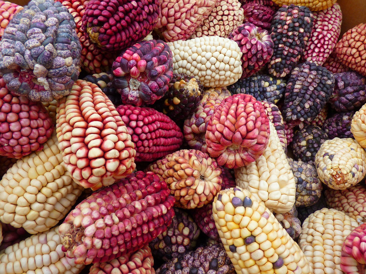 corn maize varieties peru free photo