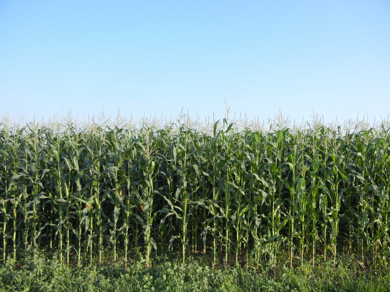 corn rows plant free photo