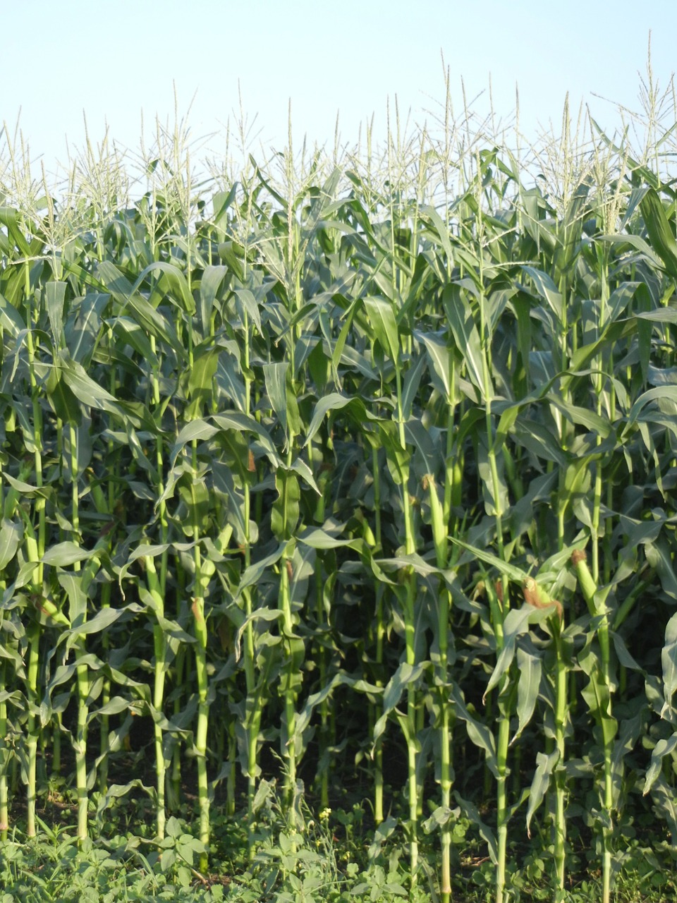 corn plant agriculture free photo