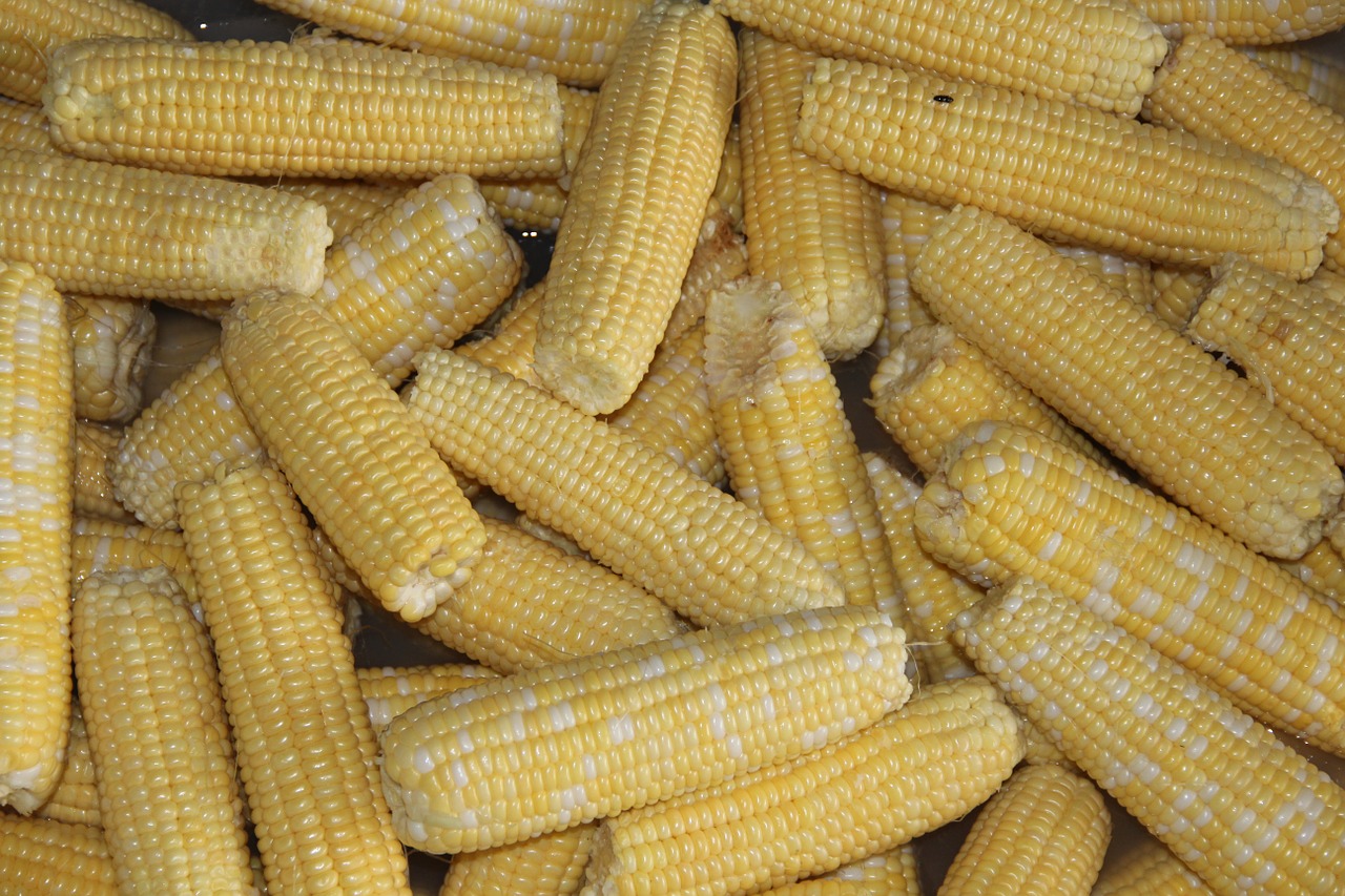 corn sweet corn preserving free photo
