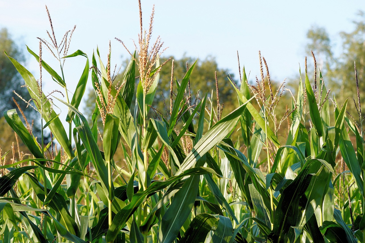 corn cornfield plant free photo