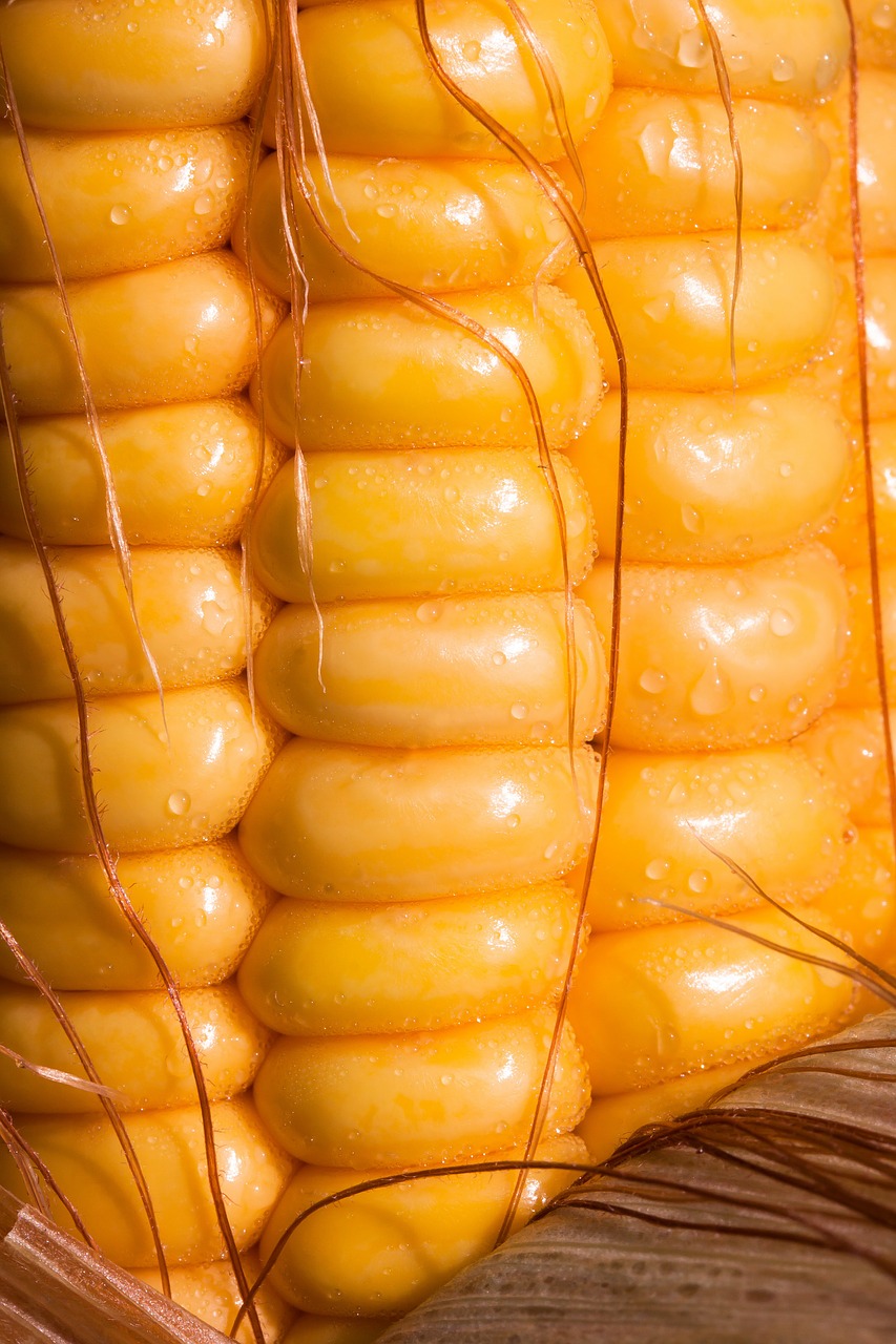 corn corn kernels corn on the cob free photo
