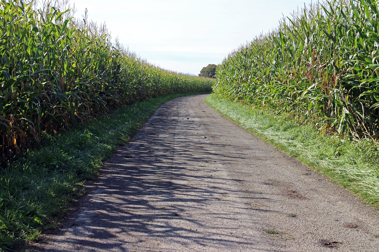 corn cornfield away free photo