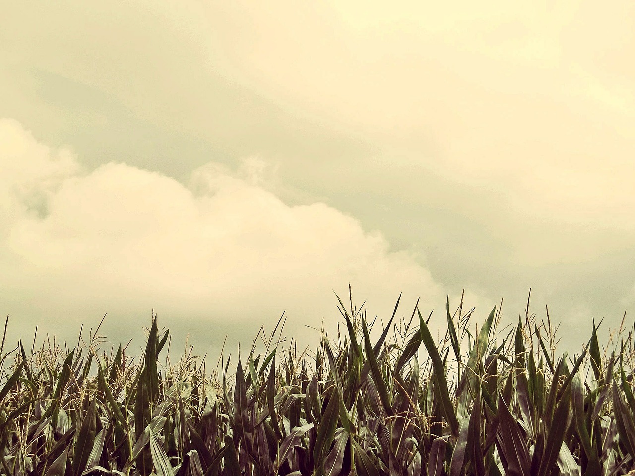 corn field cornfield free photo