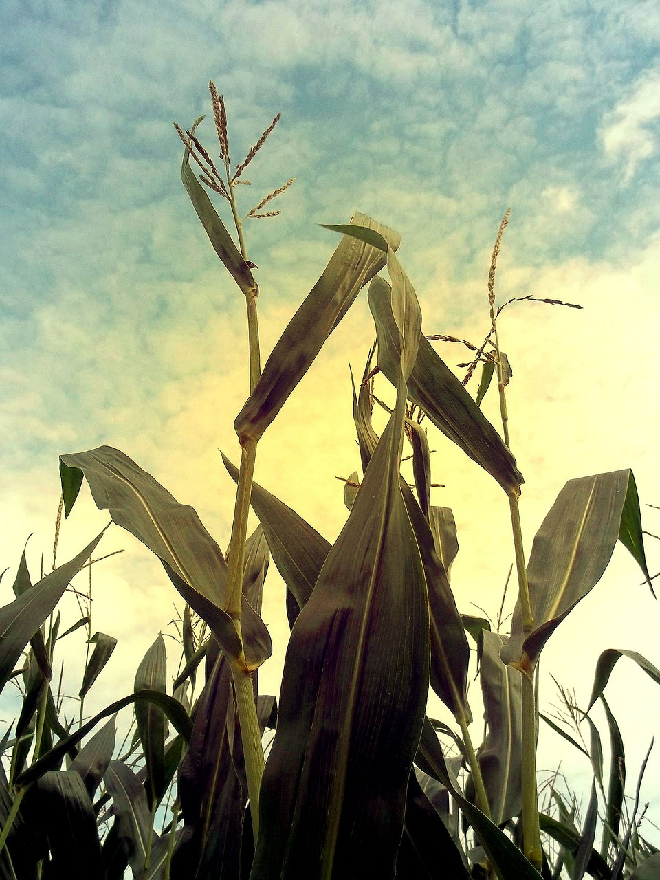 corn cornfield cultivation free photo