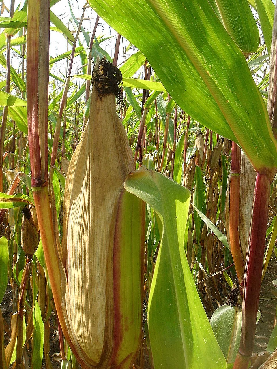 corn ear field free photo
