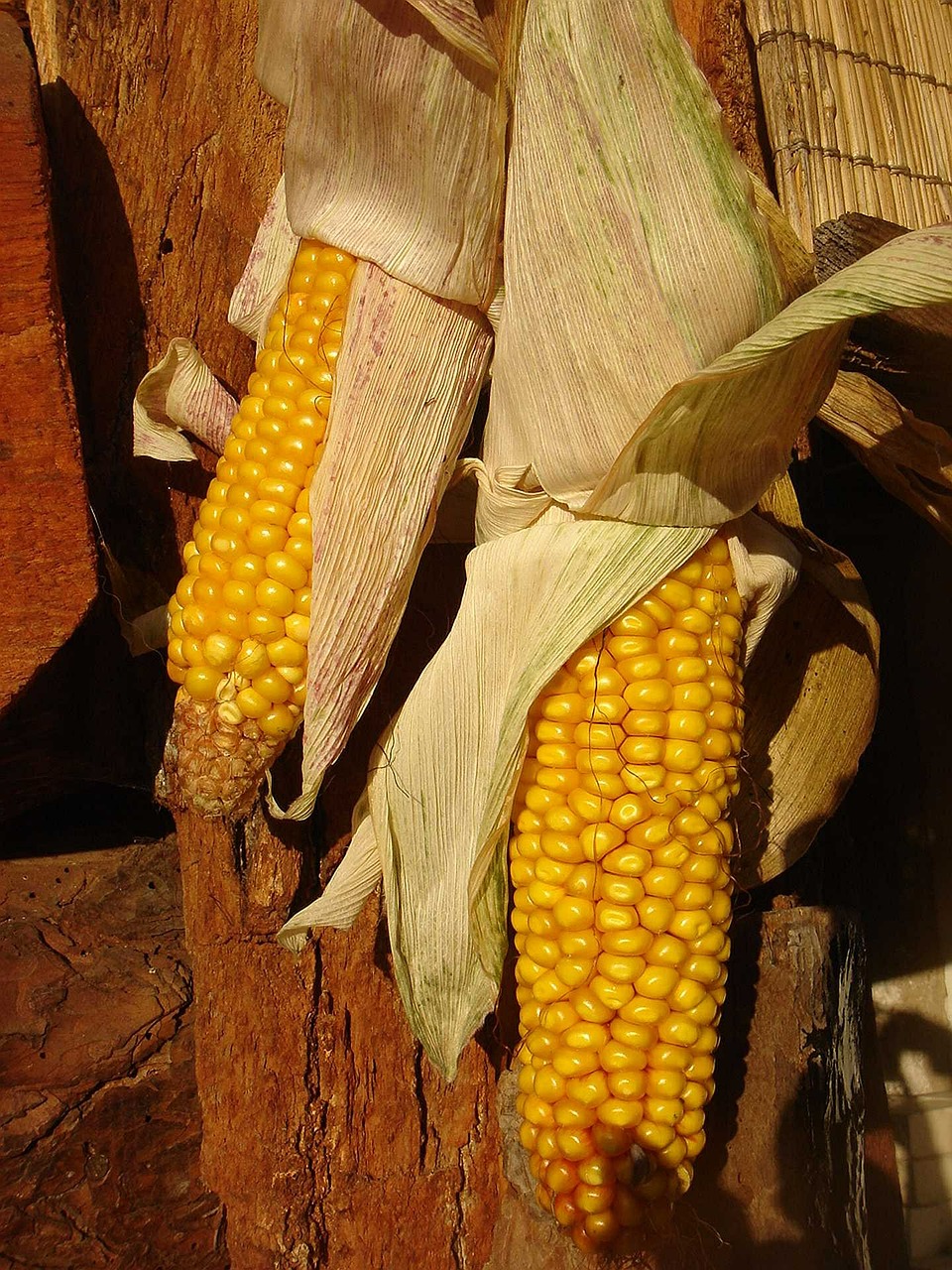 corn dry harvest free photo