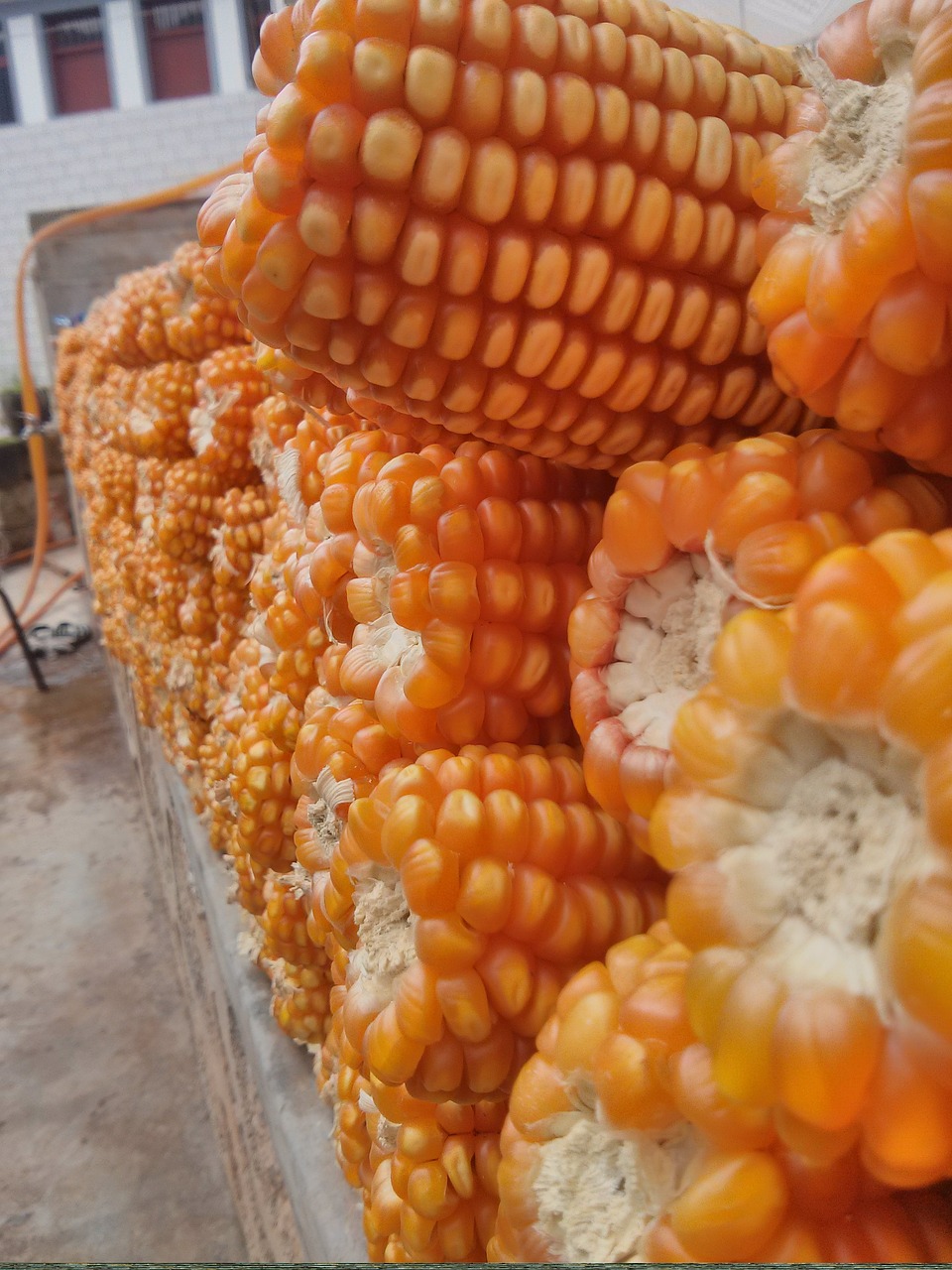 corn harvest farmhouse free photo