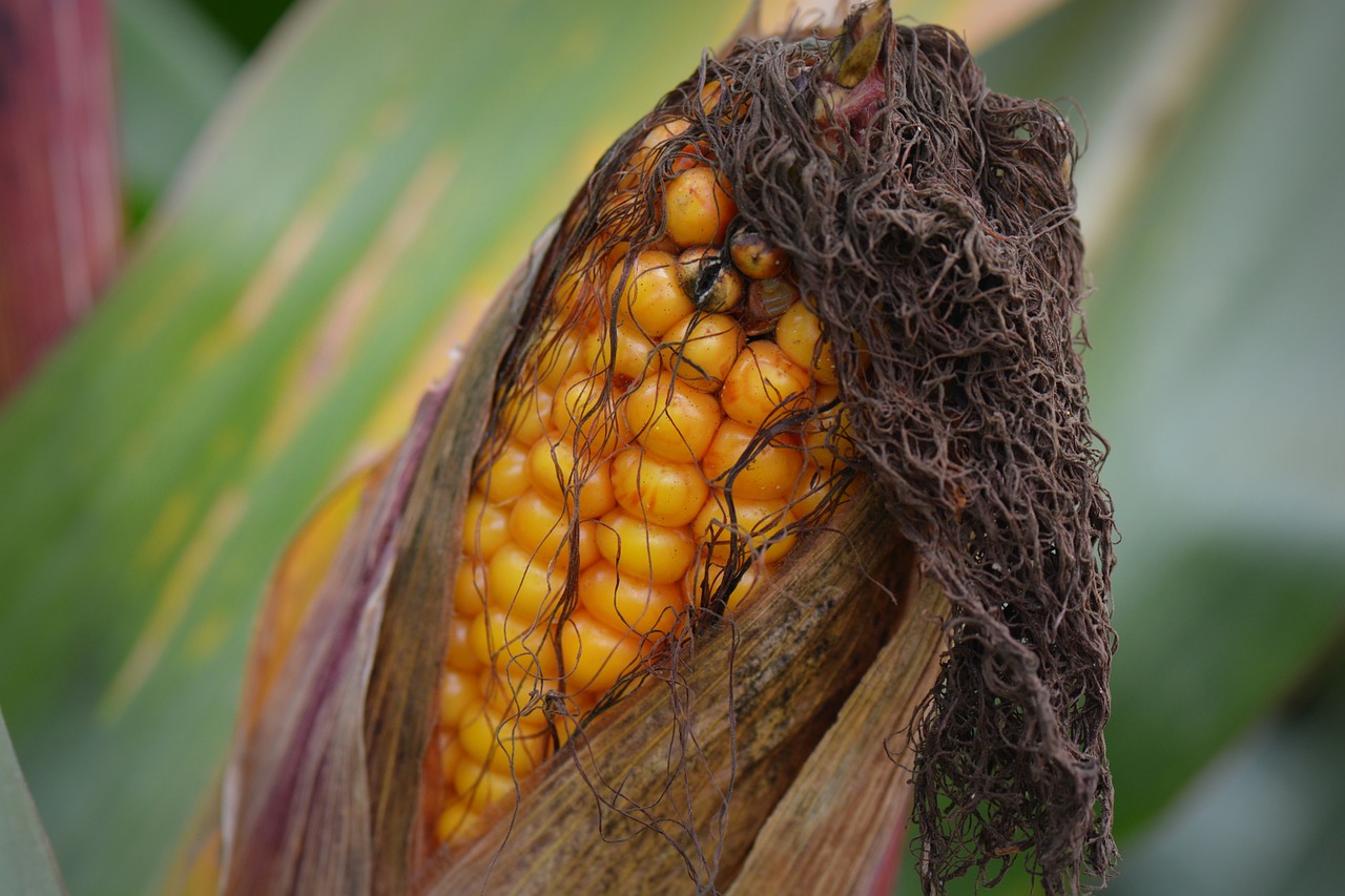 corn flask vegetable free photo