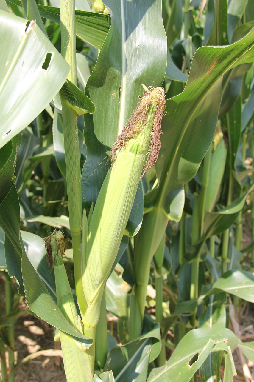 corn maize crop free photo