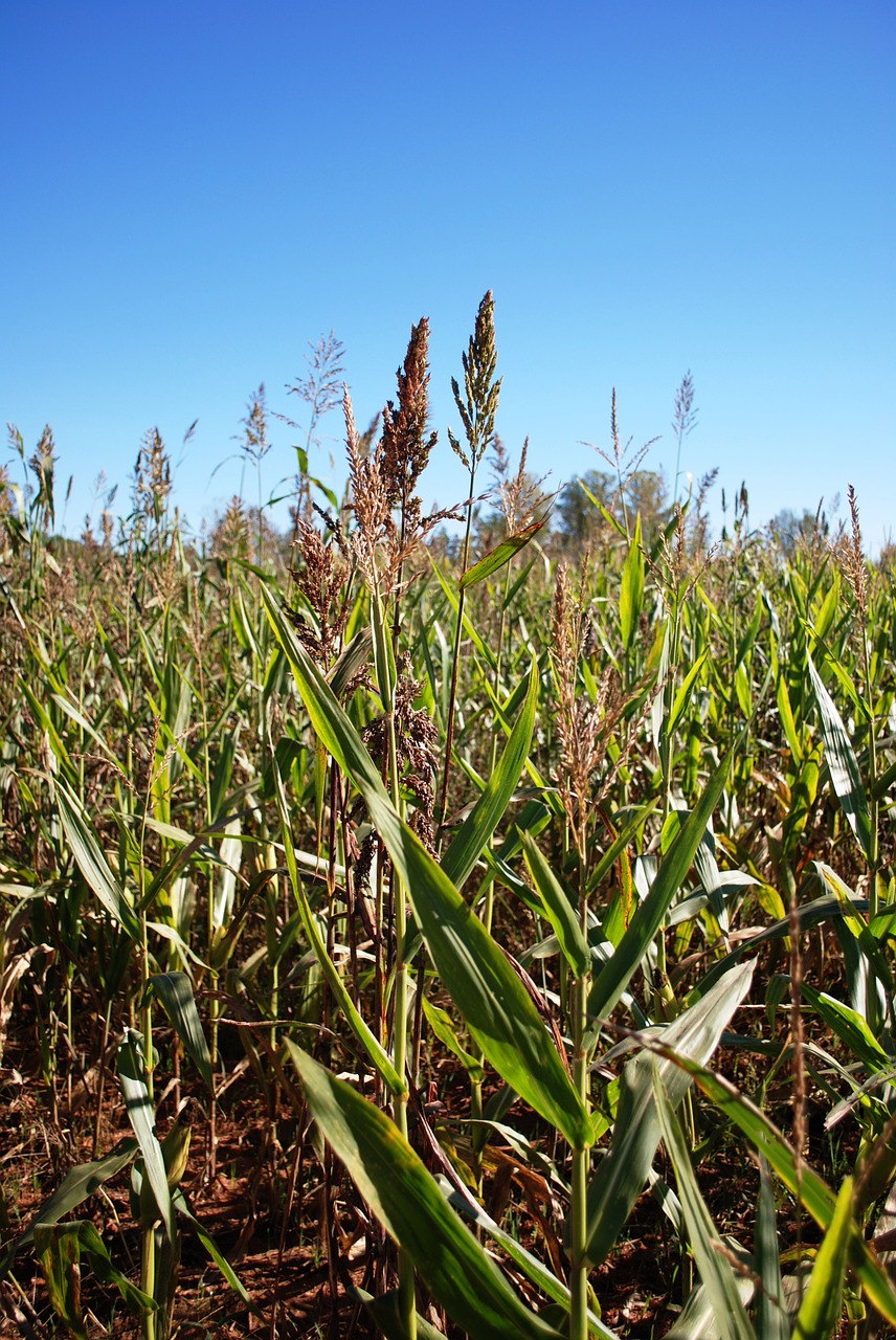 corn maize farm free photo