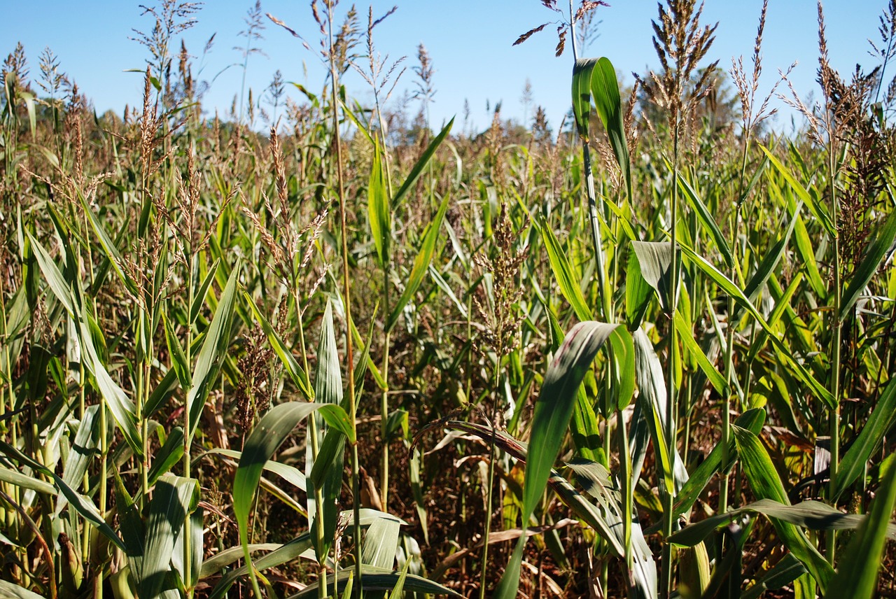 corn maize farm free photo