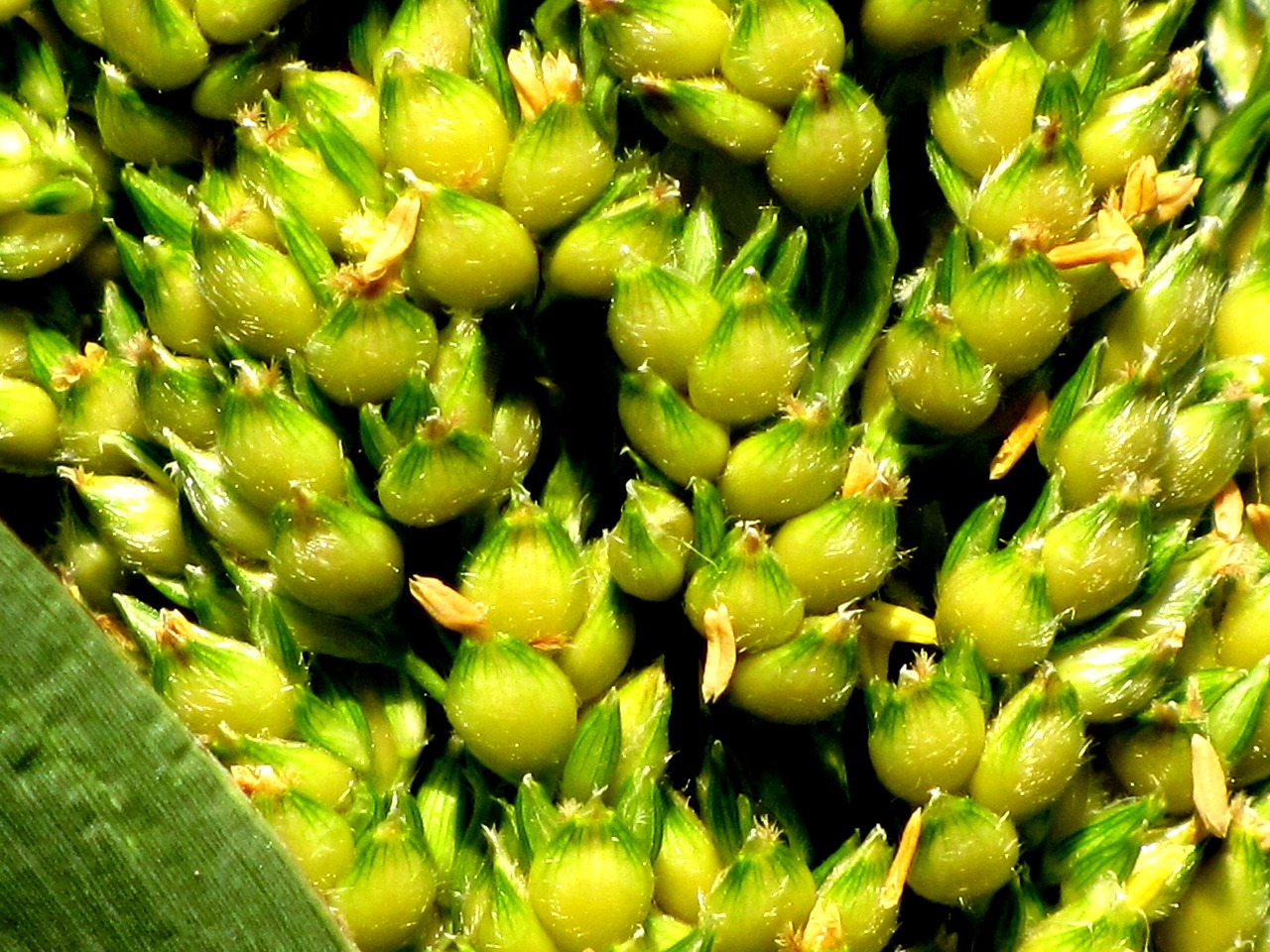 corn plant cereals free photo