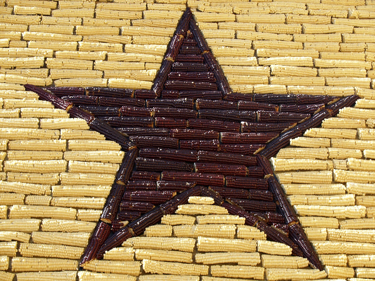 corn star mitchel free photo