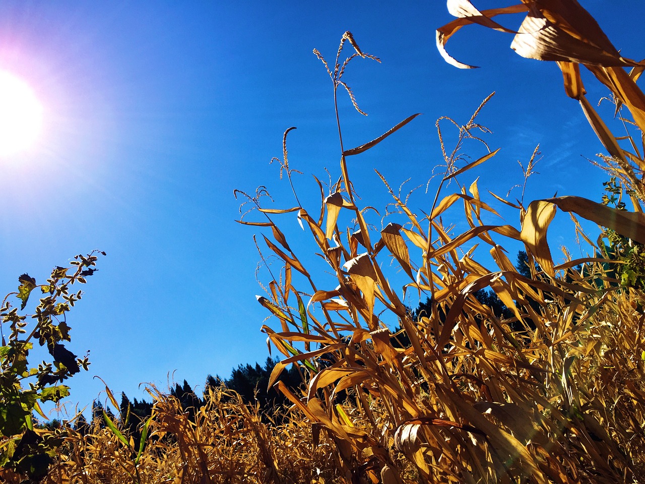 corn maize agriculture free photo