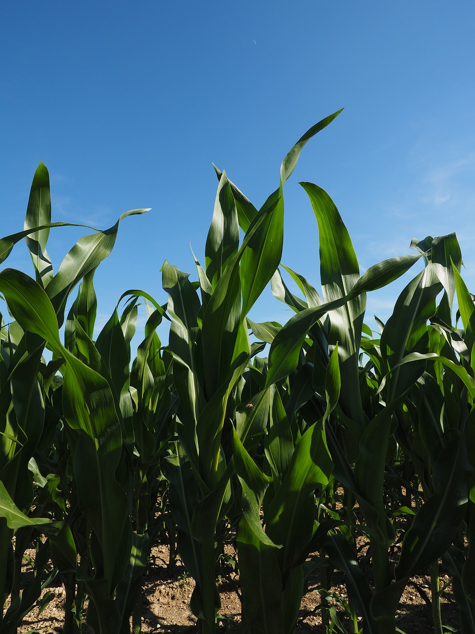 corn cornfield corn leaves free photo