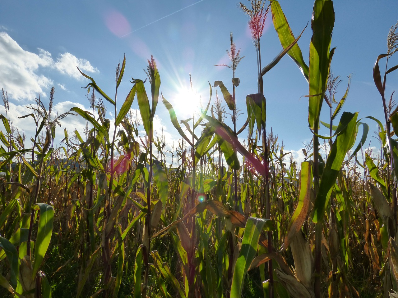 corn field cornfield free photo