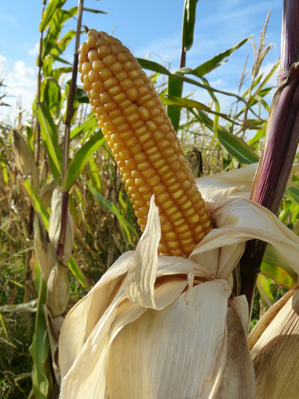 corn corn on the cob corn kernels free photo
