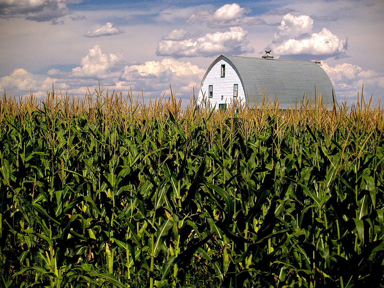 corn field barn free photo