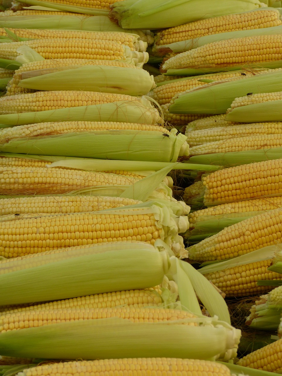 corn corn on the cob corn kernels free photo