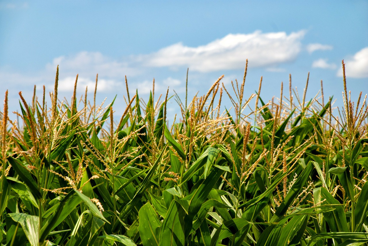 corn field arable free photo
