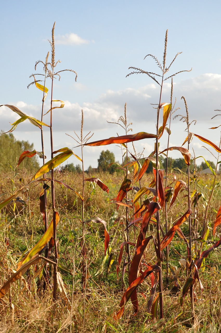 corn autumn field meadow free photo