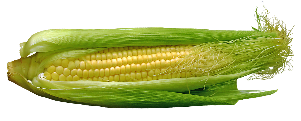 corn cob food free photo