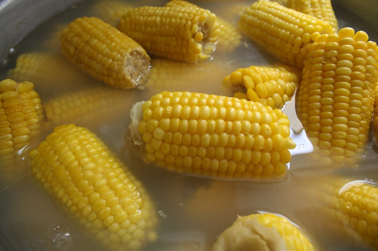 corn food delicious free photo