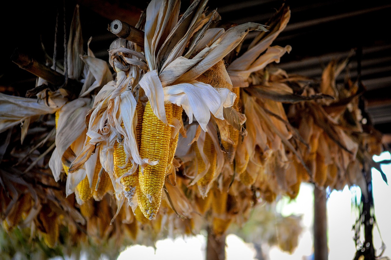 corn farm vegetable free photo