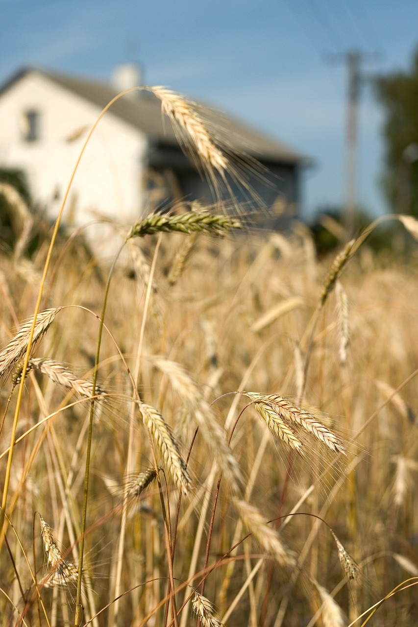 corn summer house free photo