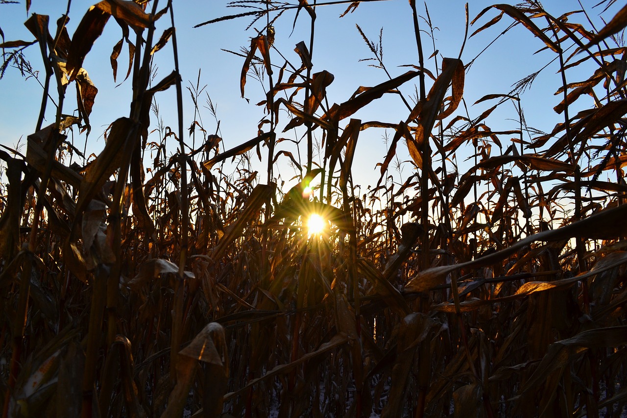 corn sun rays free photo