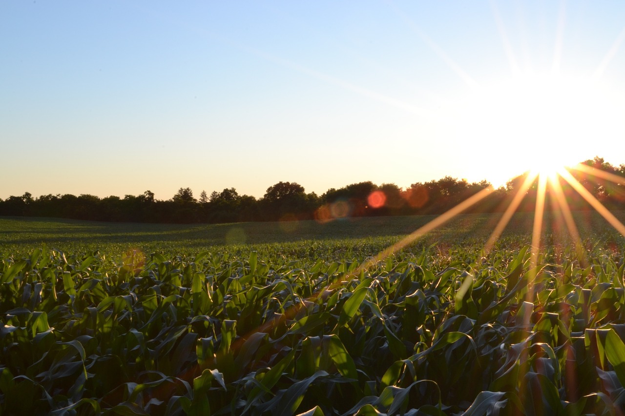 corn field agriculture free photo