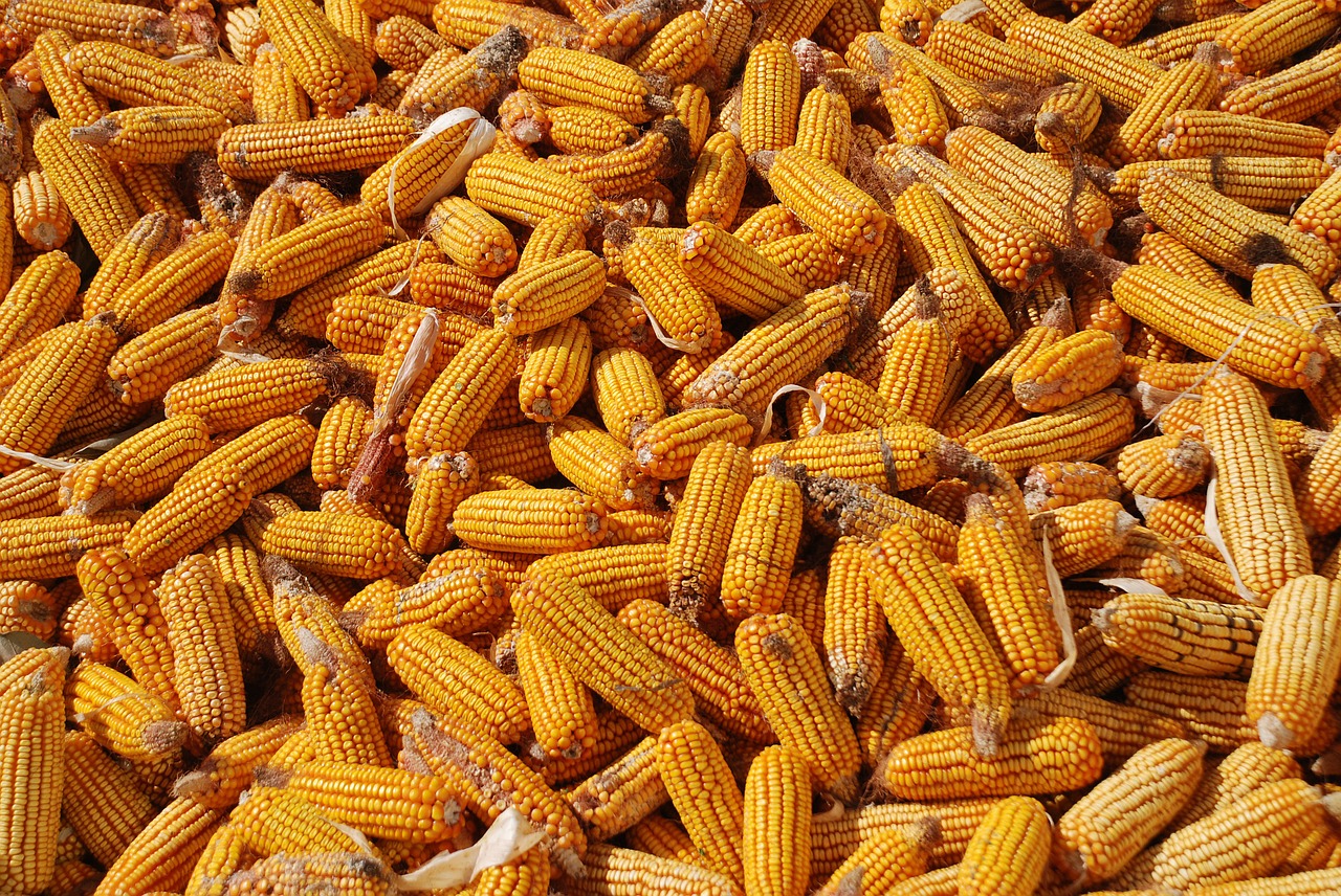 corn harvest corn background free photo