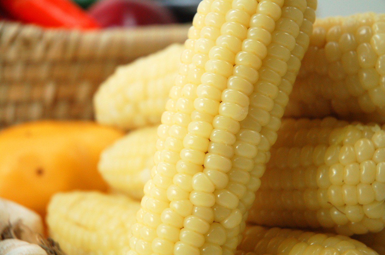 corn grain snack free photo