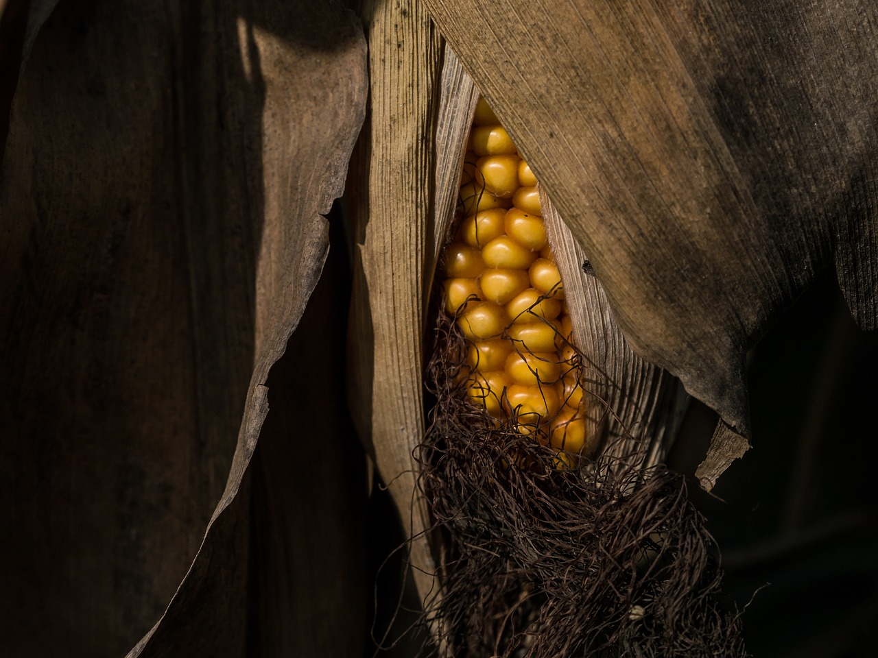 corn autumn dry free photo