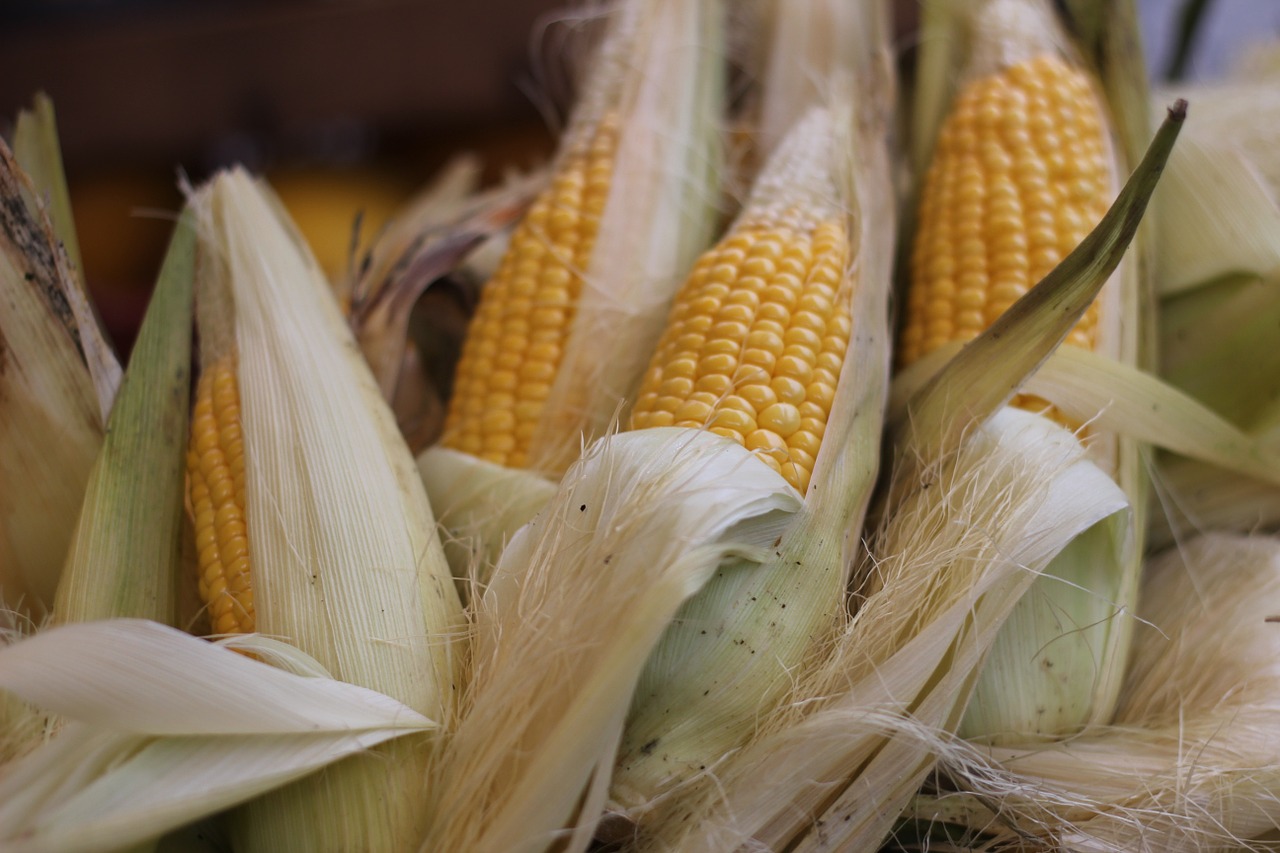 corn market vegetable free photo