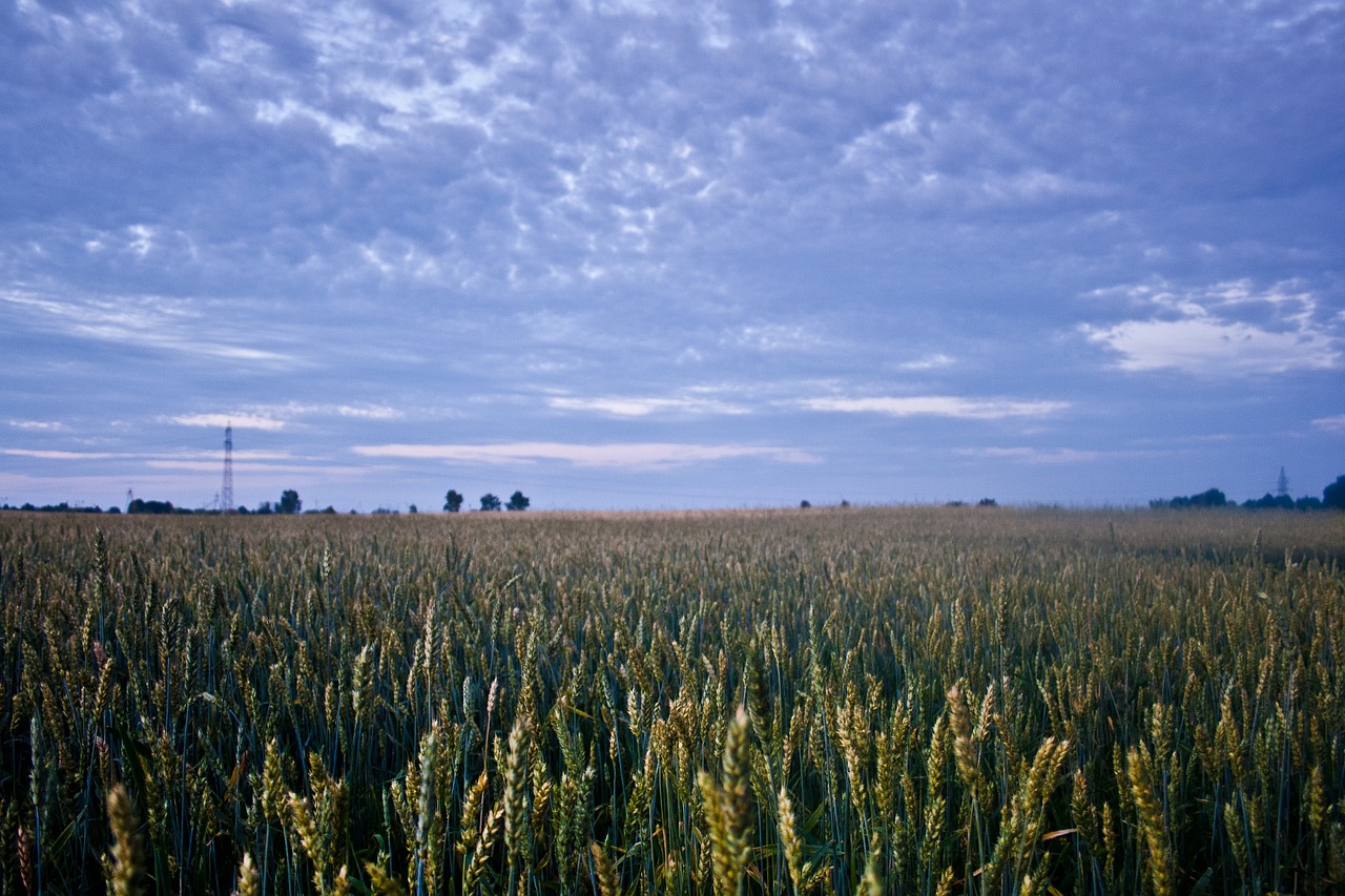 corn field evening free photo