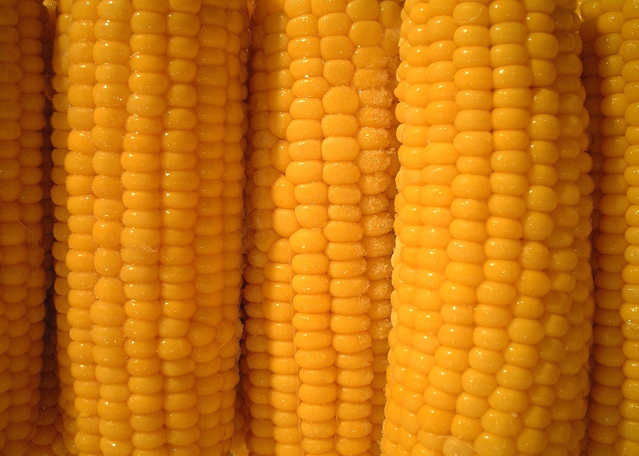 corn corn on the cob vegetables free photo
