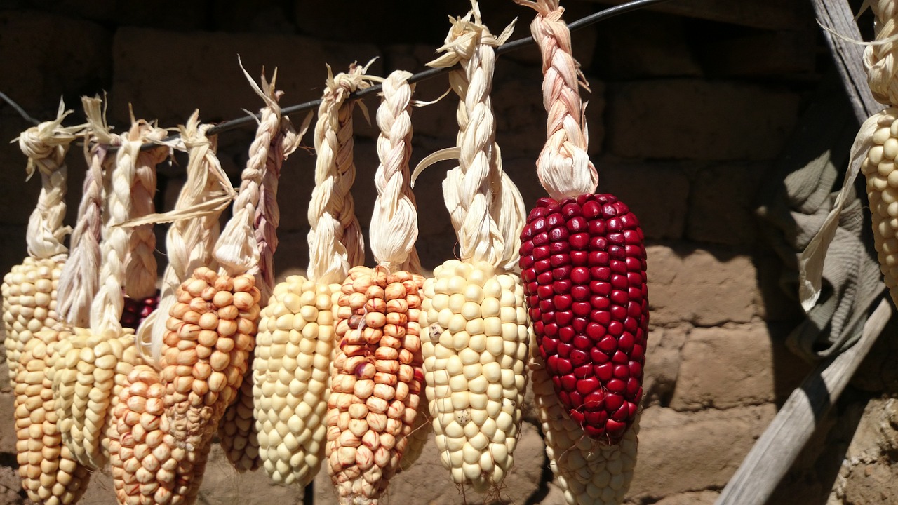 corn dry agriculture free photo