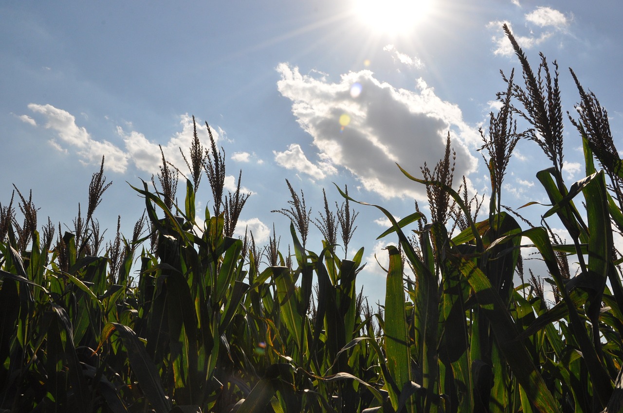 corn fields clouds free photo