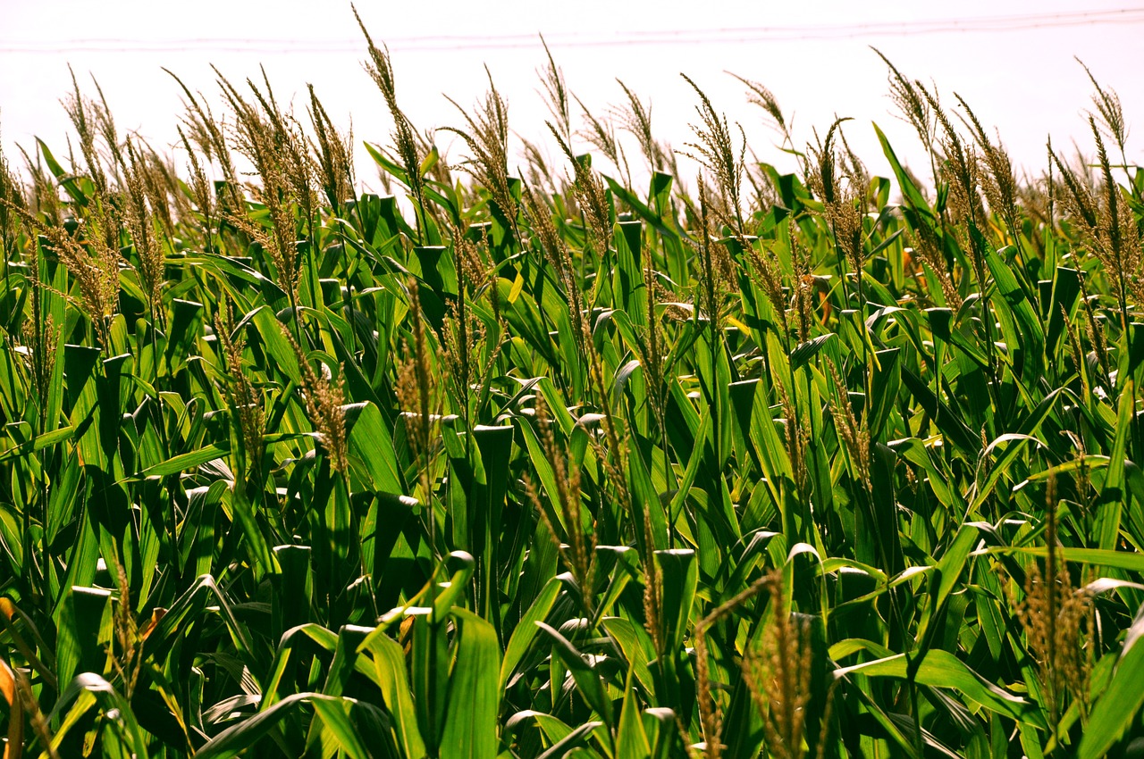 corn fields clouds free photo