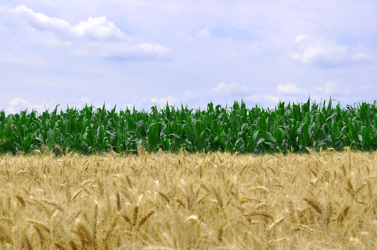 corn wheat food free photo