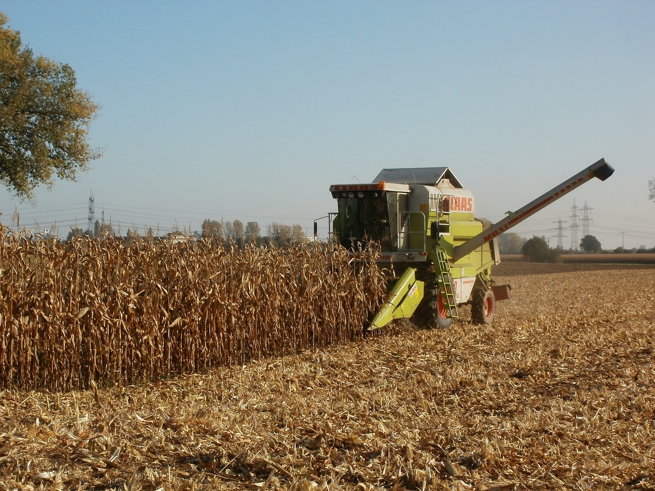 corn harvest agriculture free photo