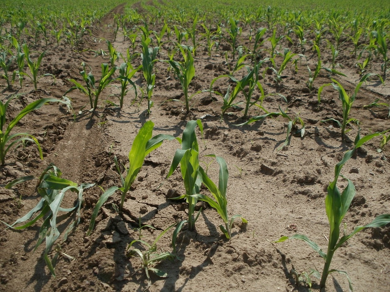 corn maize field free photo