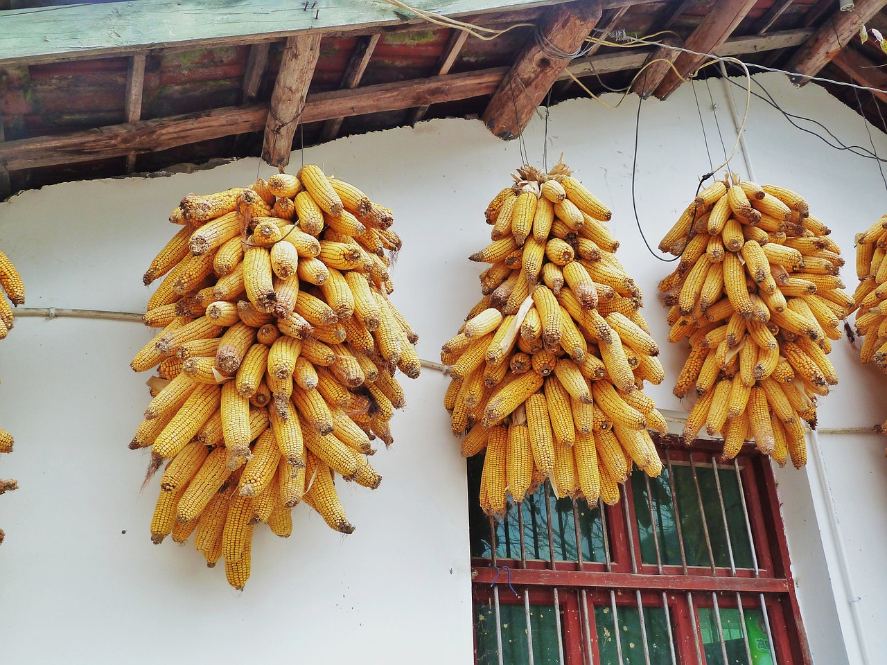 corn in rural areas string free photo