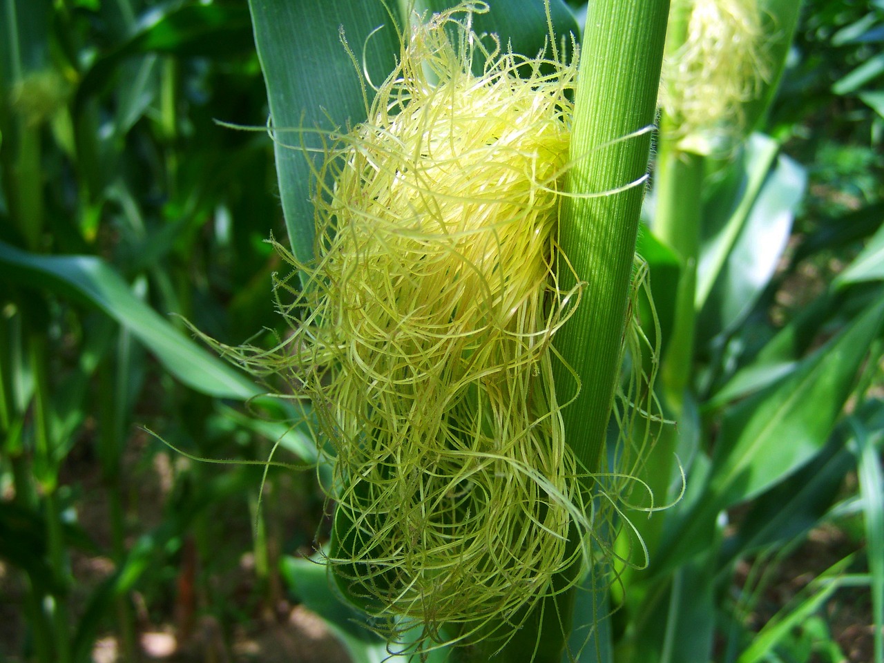 corn corn pipe corn hair free photo