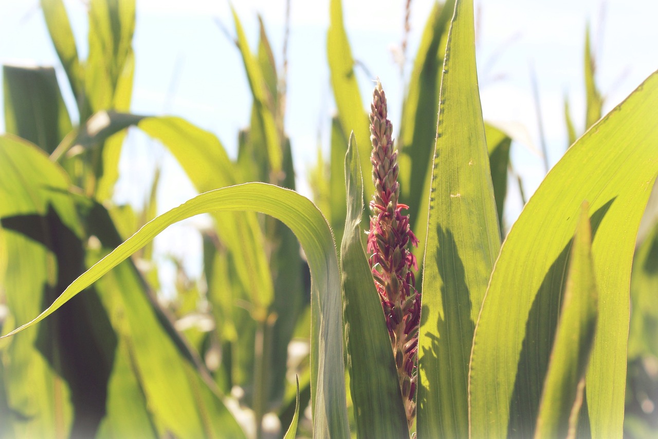 corn cornfield leaves free photo