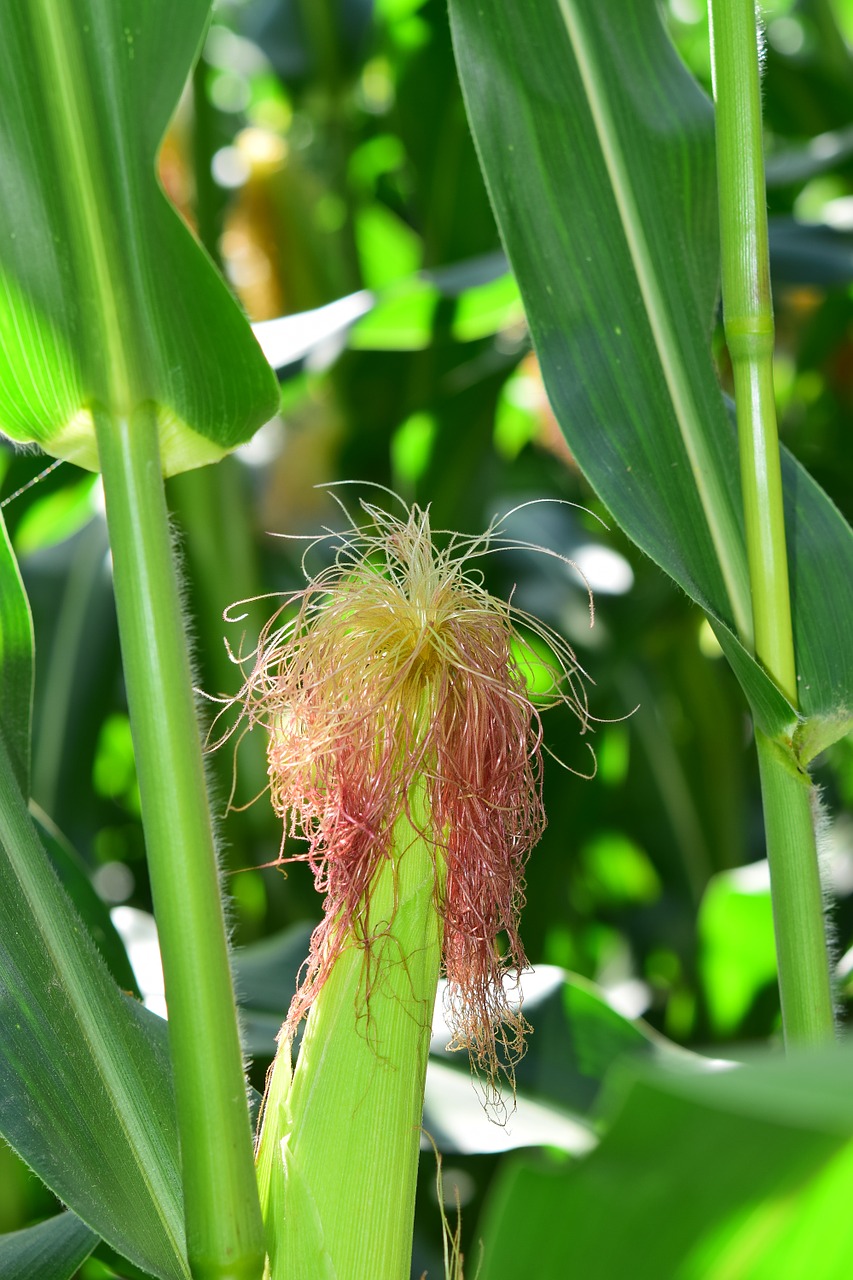 corn corn on the cob corn on the cob hair free photo